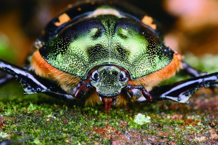 For a time, Huang was fascinated by macro photography. Only
after developing an almost ninja-like ability to remain unseen
was he able to capture many rare images. (Pictured here is a
Formosan Long-armed Scarab, Cheirotonus formosanus, a
protected beetle species in Taiwan.)